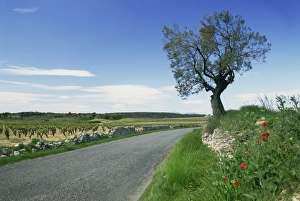 Herault Prints: Empty rural road with tree and wild flowers near Montpeyroux