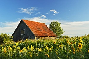 Farm Land Prints: Rural scene with sunflowers (Helianthus annuus)