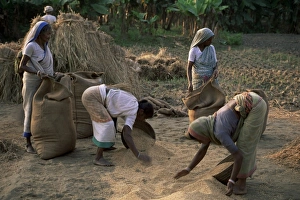 Gather Prints: Rural workers gather rice