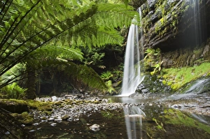 Fern Prints: Russell Falls, Mount Fields National Park, Tasmania, Australia, Pacific