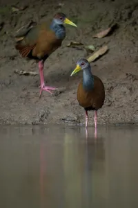 Alajuela Province Prints: Russet naped Wood-rail, Cano Negro, Alajuela Province, Costa Rica, Central America
