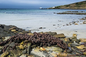 Carcass Island Prints: Rusty chain on a beach, Carcass Island, Falkland Islands, South America