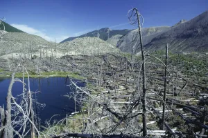 After Math Prints: Ryan Lake and some of the millions of trees north of Mount St