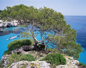 Wonderful Prints: Sabina tree and the blue sea of Cala Macarelleta