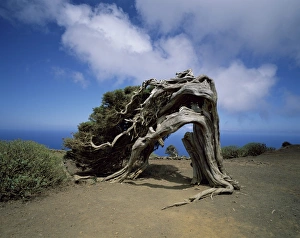 Sabina tree at El Sabinar