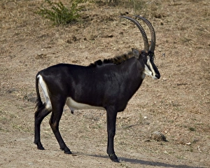 Horns Prints: Sable antelope (Hippotragus niger), male, Kruger National Park, South Africa, Africa