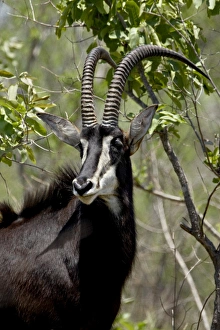 Images Dated 16th November 2007: Sable Antelope (Hippotragus niger), Kruger National Park, South Africa, Africa