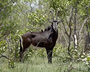 Images Dated 16th November 2007: Sable Antelope (Hippotragus niger), Kruger National Park, South Africa, Africa