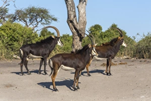 Antelope Prints: Sable (Hippotragus niger), Chobe National Park, Botswana, Africa