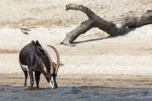 Horns Prints: Sable (Hippotragus niger) drinking, Chobe National Park, Botswana, Africa