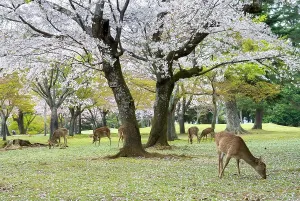 Lush Prints: Sacred deer under cherry blossoms in a park at Nara, Japan