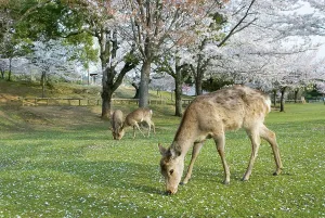 Floral Prints: Sacred fallow deer under cherry blossoms, Nara, Japan