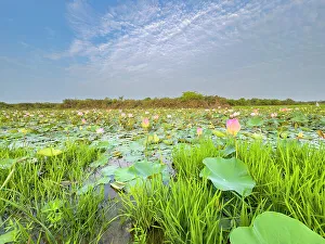 Blossom Prints: Sacred lotus (Nelumbo nucifera)
