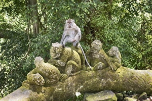 Primates Prints: Sacred Monkey Forest, Ubud, Bali, Indonesia, Southeast Asia, Asia