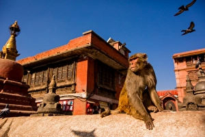 Four Animals Prints: Sacred Monkey Temple, Kathmandu, Nepal, Asia