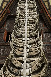 Toraja Prints: Sacrificial buffalo horns show the status of a Tongkonan house at Parinding