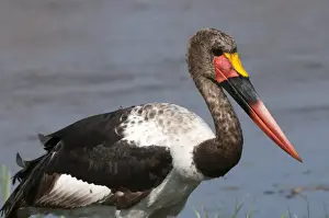 Stork Prints: Saddle-billed stork (Ephippiarhynchus senegalensis), Okavango delta, Botswana, Africa
