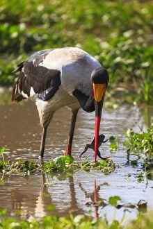 Saddle-billed stork (Ephippiorhynchus senegalensis), Ngorongoro Crater, Tanzania