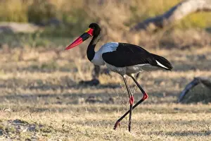 Saddle-billed stork (Ephippiorhynchus senegalensis), Moremi Game Reserve, Okavango Delta