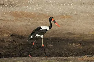 Stork Prints: Saddle-billed stork (Ephippiorhynchus senegalensis) female