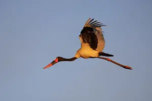 Stork Prints: Saddle-billed stork (Ephippiorhynchus senegalensis) female in flight