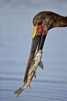 Saddle-billed stork (Ephippiorhynchus senegalensis) with a fish, Kruger National Park