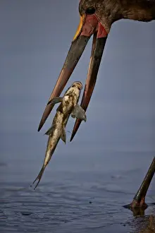 Saddle-billed stork (Ephippiorhynchus senegalensis) with a fish, Kruger National Park