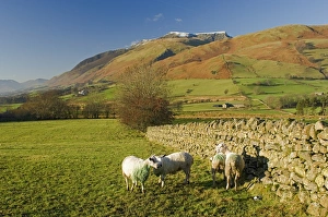 Saddleback, four grazing sheep, Lake Distict, Cumbria, England, United Kingdom, Europe