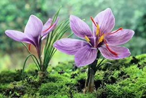 Petals Prints: Saffron flowers (crocus sativus), Loiret department, region of Centre, France, Europe