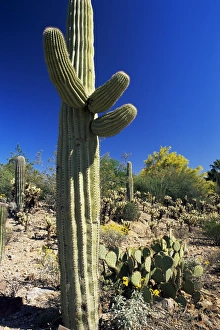 Saguaro cacti