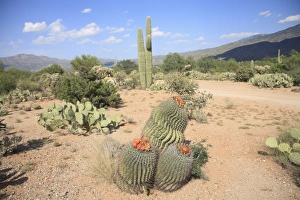 Images Dated 3rd September 2007: Saguaro cacti and barrel cacti in bloom, Saguaro National Park, Rincon Mountain District