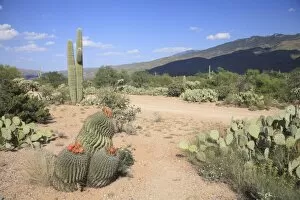 Saguaro cacti and barrel cacti in bloom, Saguaro National Park, Rincon Mountain District