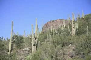 Images Dated 3rd September 2007: Saguaro cacti, Saguaro National Park, Tuscon Mountain District west unit