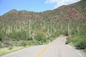 Saguaro cacti, Saguaro National Park, Tuscon Mountain District west unit
