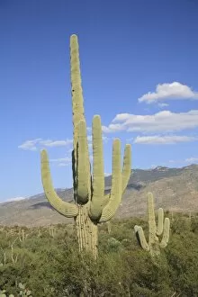 Images Dated 3rd September 2007: Saguaro cacti, Saguaro National Park, Rincon Mountain District, Tucson