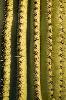 Saguaro cactus detail, Tucson, Pima County, Arizona, United States of America