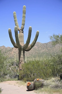 Images Dated 3rd September 2007: Saguaro cactus, Saguaro National Park, Tuscon Mountain District west unit