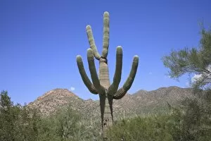 Images Dated 3rd September 2007: Saguaro cactus, Saguaro National Park, Tuscon Mountain District west unit