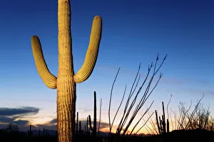 Arizona Prints: Saguaro cactus in Tucson Mountain Park, Tucson, Arizona, United States of America