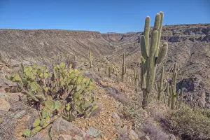 Agua Prints: A Saguaro covered scenic ridge overlooking the Agua Fria River in the Agua Fria National Monument of Arizona