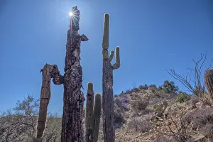 Agua Prints: A Saguaro covered scenic ridge overlooking the Agua Fria River in the Agua Fria National Monument of Arizona