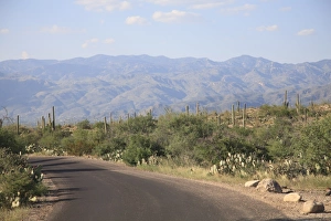 Images Dated 3rd September 2007: Saguaro National Park, Rincon Mountain District, Tucson, Arizona, United States of America