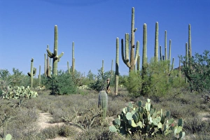 Arizona Prints: Saguaro organ pipe cactus and prickly pear cactus