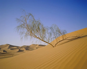 Barren Prints: Sahara Desert, Algeria, North Africa, Africa