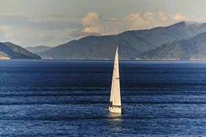 Sailing Boat Prints: Sailing boat in the fjords around Picton