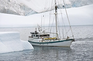 Images Dated 21st February 2009: Sailing yacht and iceberg, Errera Channel, Antarctic Peninsula, Antarctica, Polar Regions