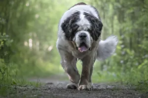 Canine Prints: Saint Bernard dog breed walking into a wood towards the camera, Italy, Europe