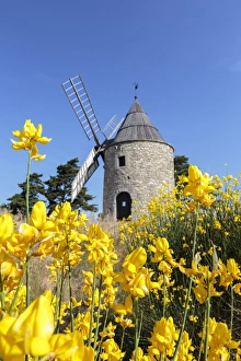 Provence Alpes Cote Dazur Prints: Saint-Elzear windmill with yellow flowers in the foreground