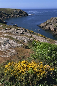 Ile De Groix Prints: Saint Nicolas and wild flowers, Ile de Groix, Brittany, France, Europe