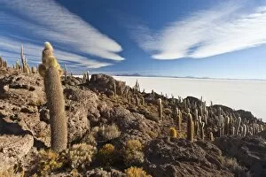 The Salar de Uyuni, a desert salt flat, seen from the Isla del Sol, covered in cactus and bushes, Sur Lipez Region